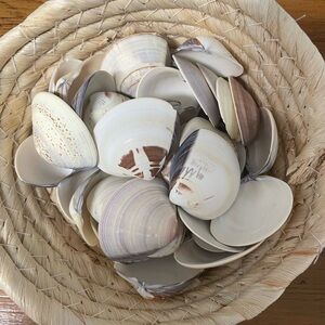 Lot of 40+ shells Natural Seashell Collection.